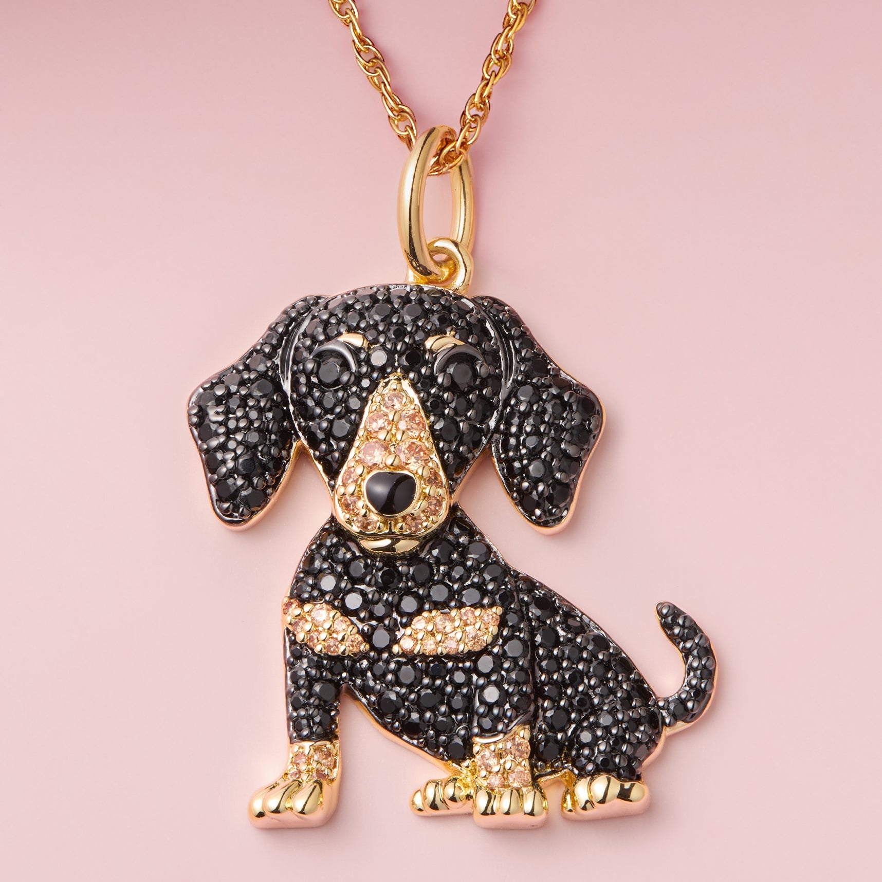 #color_Adult Dachshund