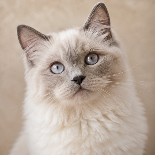 CAT Designs