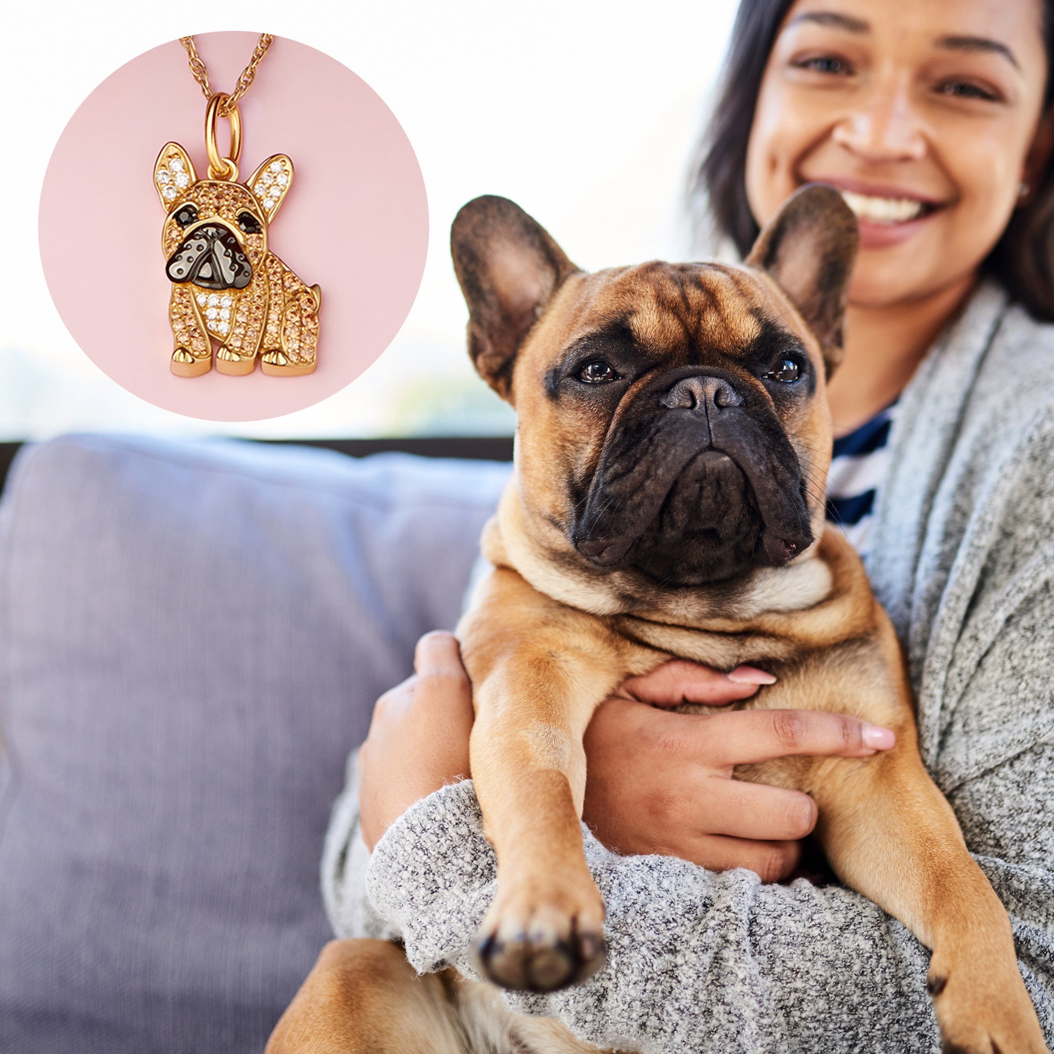 #color_Gold Frenchie