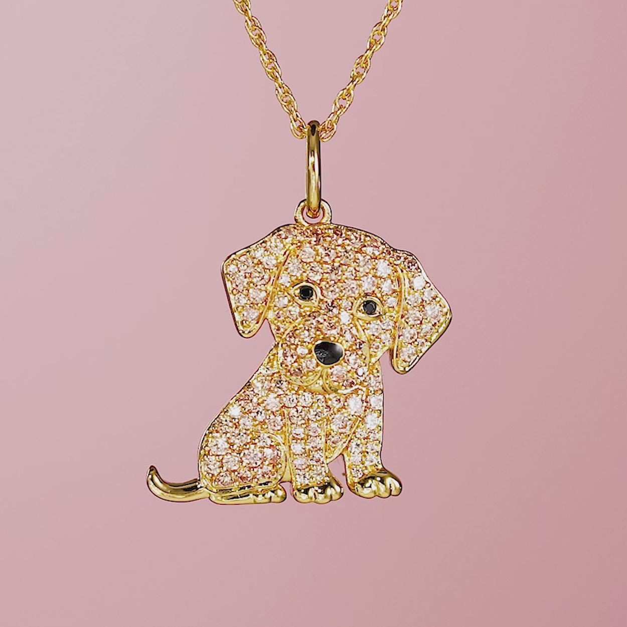 #color_Golden Labrador