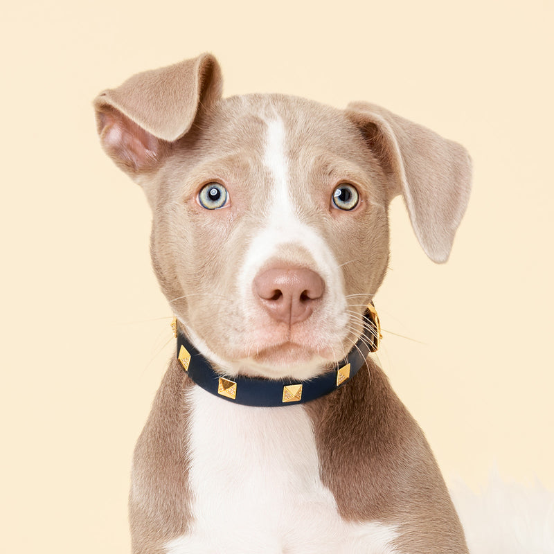 Pyramid Studded Dog Collar - Black/Navy/White