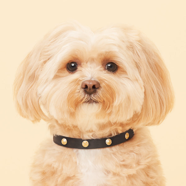 Round Studded Dog Collar - Black/Navy/White