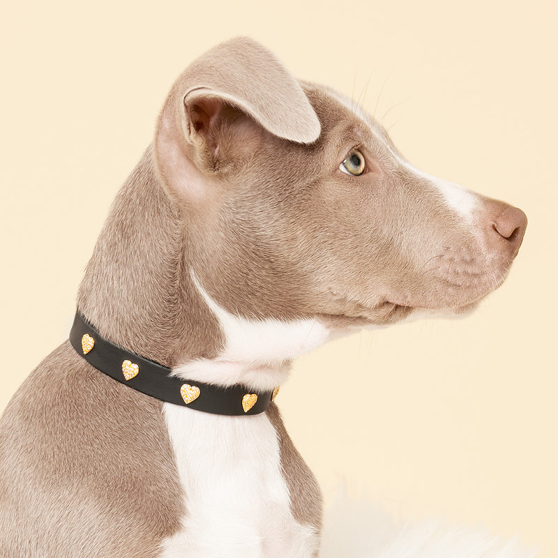 Heart Studded Dog Collar - Black/Navy/White